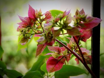 Close-up of pink flowers blooming outdoors