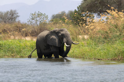 View of elephant in the sea