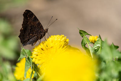 Close-up of butterfly pollinating on yellow flower