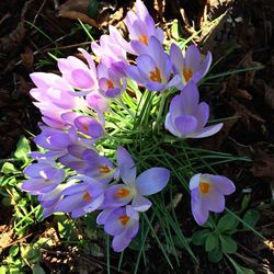 Close-up of purple crocus blooming outdoors