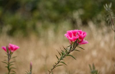 Close-up of pink rose