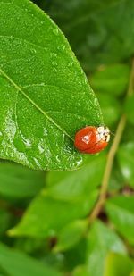 Close-up of insect on leaf