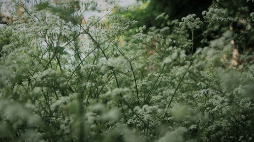 Close-up of flowering plants on land