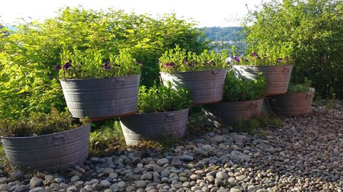 Potted plants and trees against clear sky