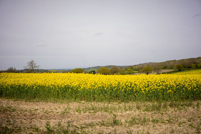 Scenic view of oilseed rape field against sky