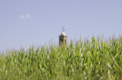 Plants growing on field against sky