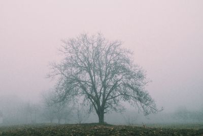 Trees in foggy weather