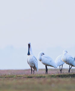 Seagulls on a land