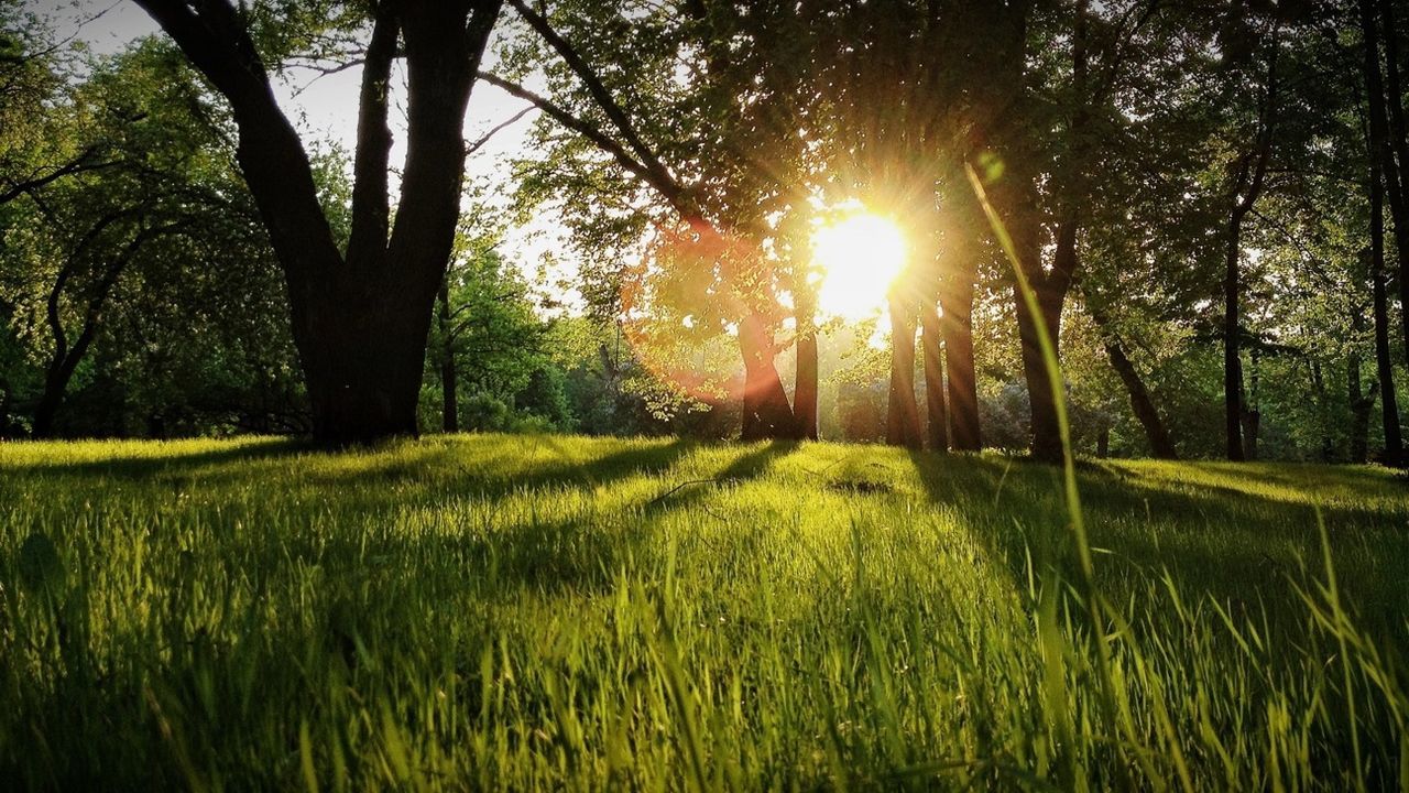 tree, grass, sun, tranquility, growth, tranquil scene, field, sunlight, beauty in nature, nature, landscape, scenics, green color, sunbeam, grassy, sunset, lens flare, sky, idyllic, no people