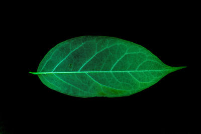 Close-up of green leaf against black background