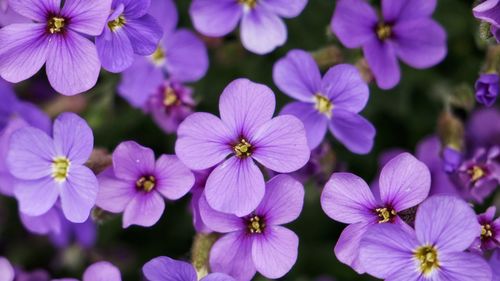 Close-up of flowers blooming outdoors