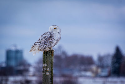 Close-up of bird perching on wooden post