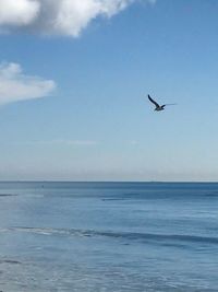 Bird flying over sea against sky