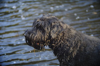 Close-up of dog by river