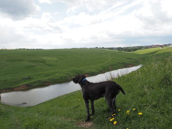 Dog standing on field against sky