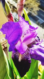 Close-up of purple iris