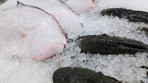 High angle view of fish for sale in market