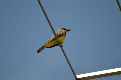 Low angle view of bird perching on pole