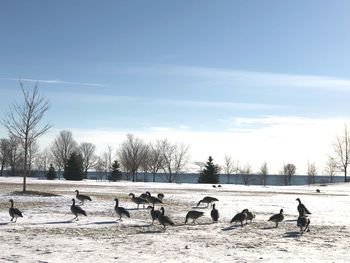 Flock of birds on snow covered land