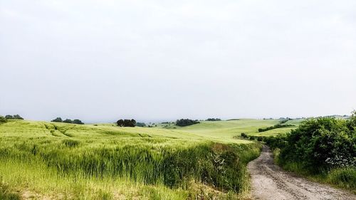 Scenic view of agricultural field against clear sky