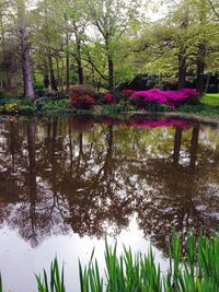 Reflection of trees in pond