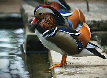 Close-up of bird perching outdoors