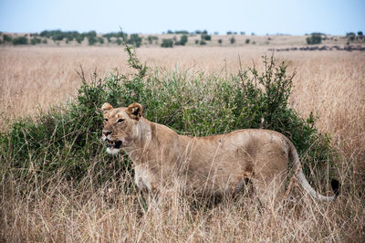 Lioness on field against sky