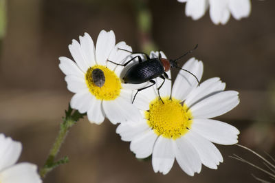 Close-up of insect on white flower