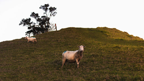 Sheep in a field