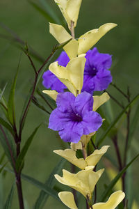 Close-up of purple flowering plant