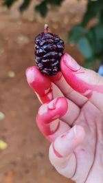 Cropped hand of woman holding pine cone