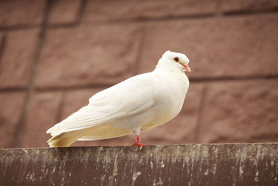 Close-up of seagull perching on wood against wall