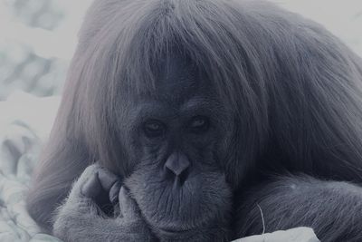 Close-up portrait of monkey