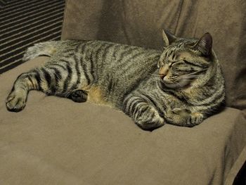 Cat sleeping on bed