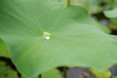 Close-up of raindrops on leaves