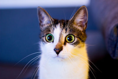 Close-up portrait of a cat