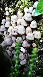 Close up of plant growing on tree trunk
