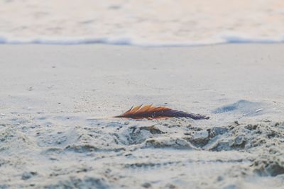 Close-up of a turtle on beach