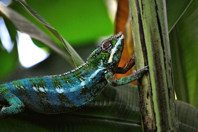 Close-up of lizard on tree