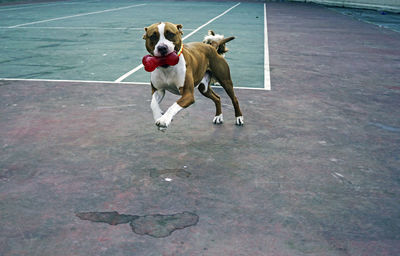 Dogs running in a dog