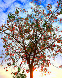 Low angle view of trees against sky