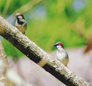 Bird perching on branch