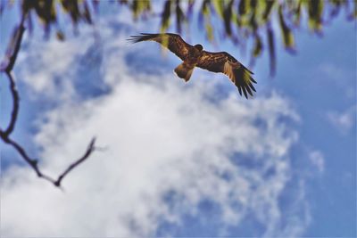 Low angle view of eagle flying against sky