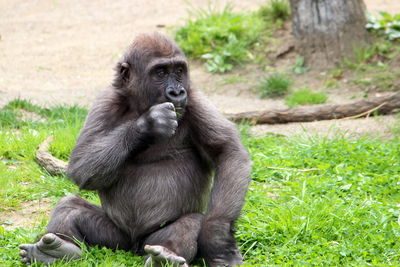 Portrait of monkey sitting on grass in zoo