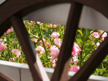 Close-up of pink flower potted plant