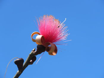 Low angle view of pink flowering plant against clear blue sky