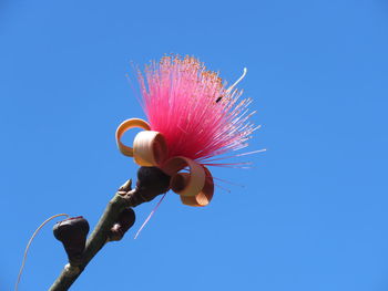 Low angle view of pink flowering plant against clear blue sky shaving brush tree