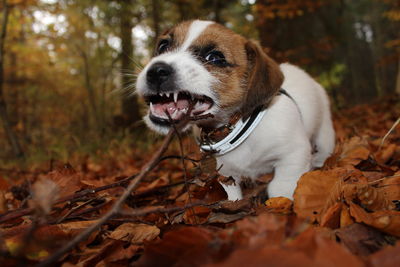 Puppy with stick in mouth against trees in forest during autumn