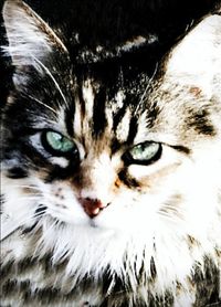 Close-up portrait of cat