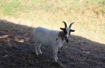 Deer standing on field